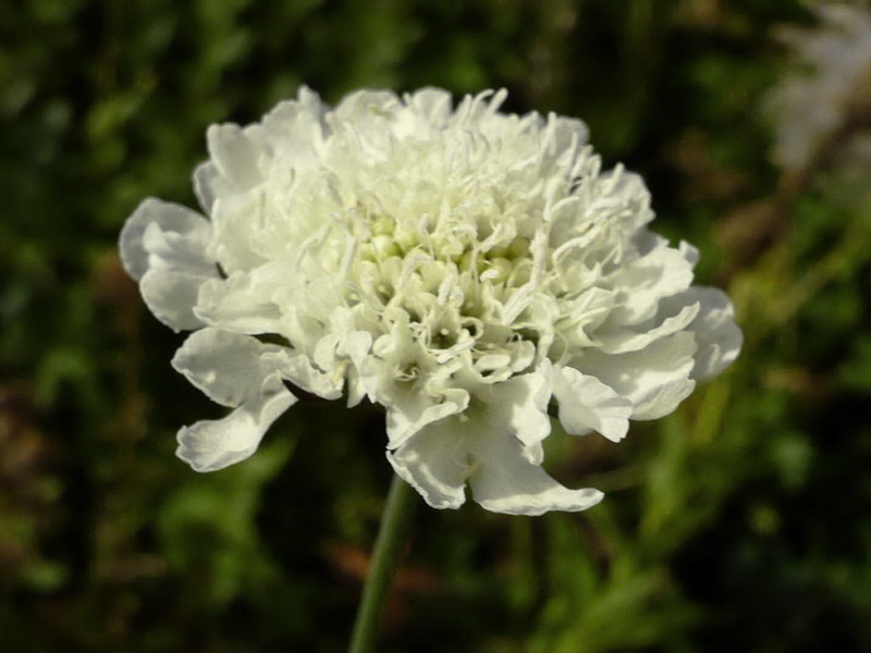 Изображение особи Scabiosa bipinnata.