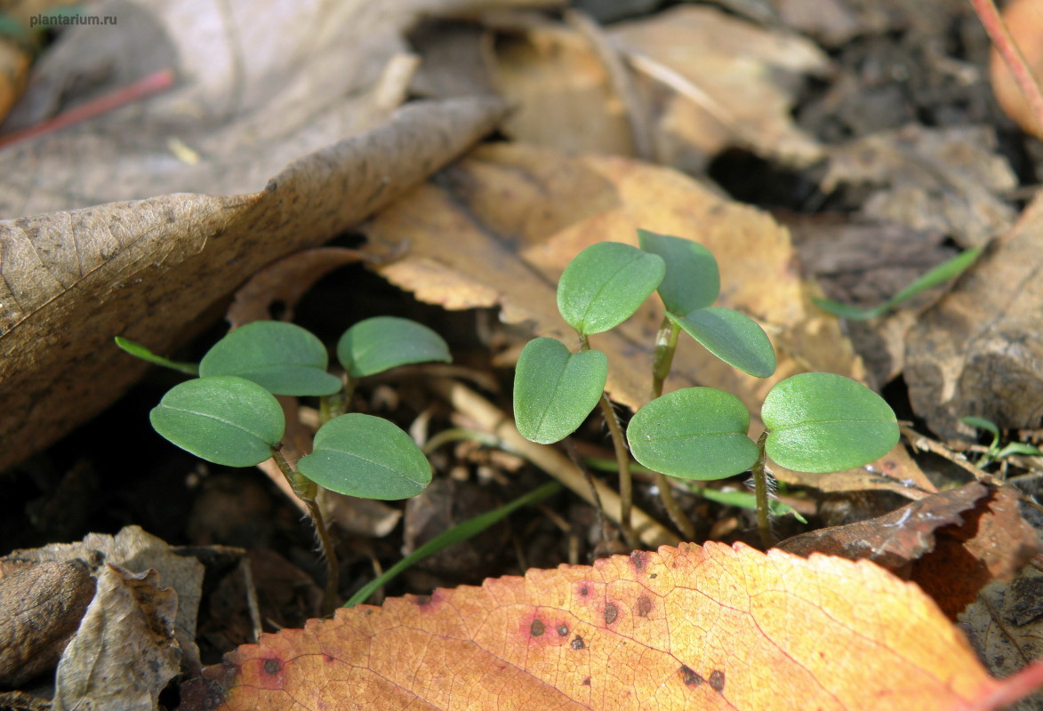 Image of Veronica sublobata specimen.