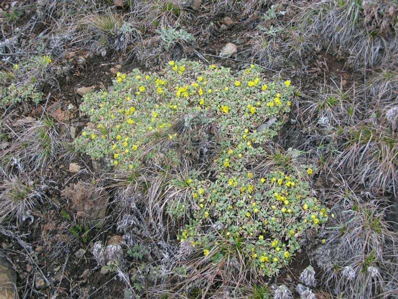 Изображение особи Potentilla acaulis.