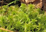 Sphagnum angustifolium