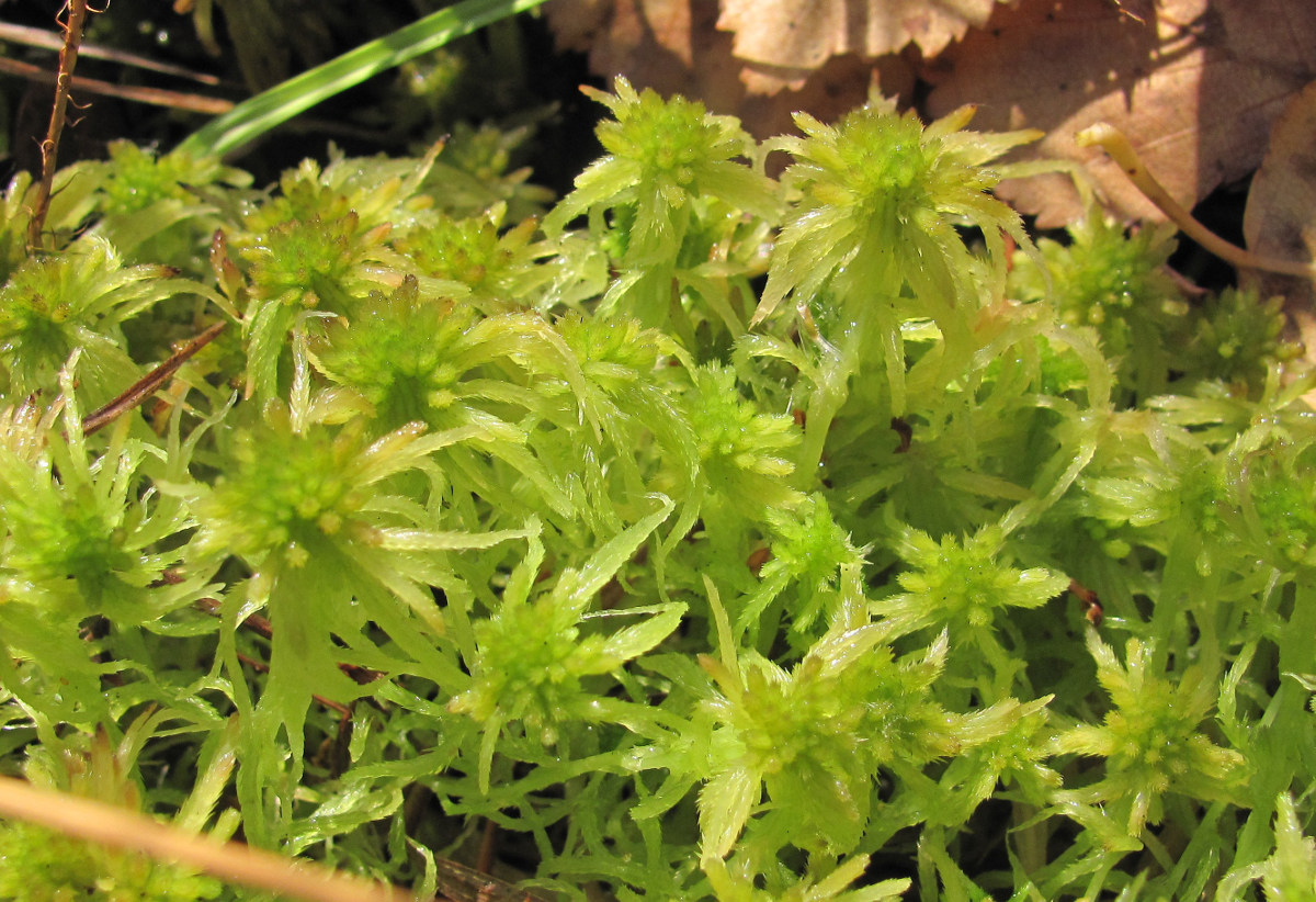 Sphagnum angustifolium - Изображение особи - Плантариум