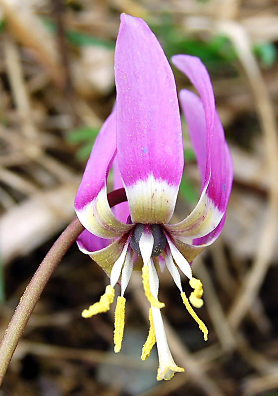 Изображение особи Erythronium sibiricum.