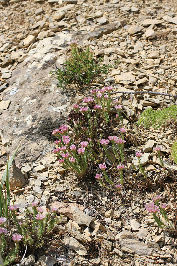 Изображение особи Pseudosedum karatavicum.