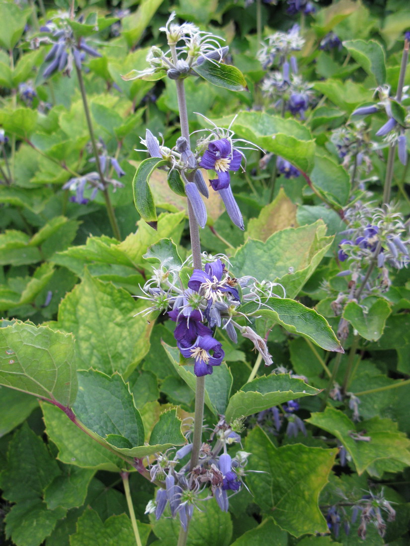 Изображение особи Clematis heracleifolia.