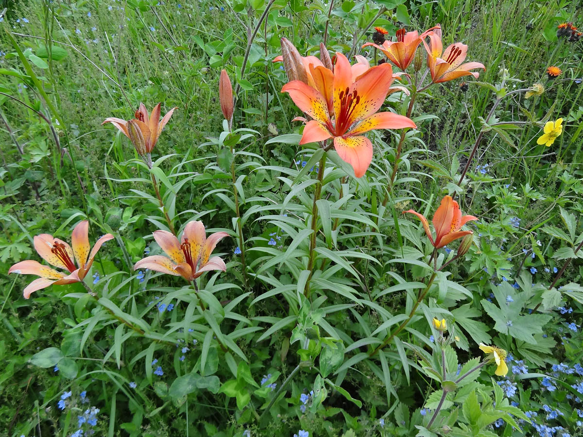 Image of Lilium pensylvanicum specimen.