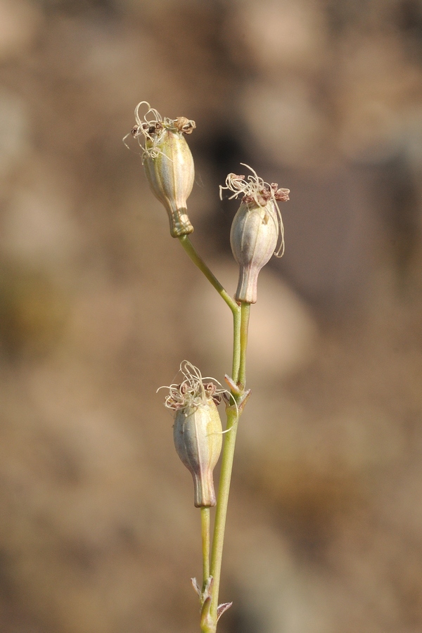 Image of Silene gavrilovii specimen.