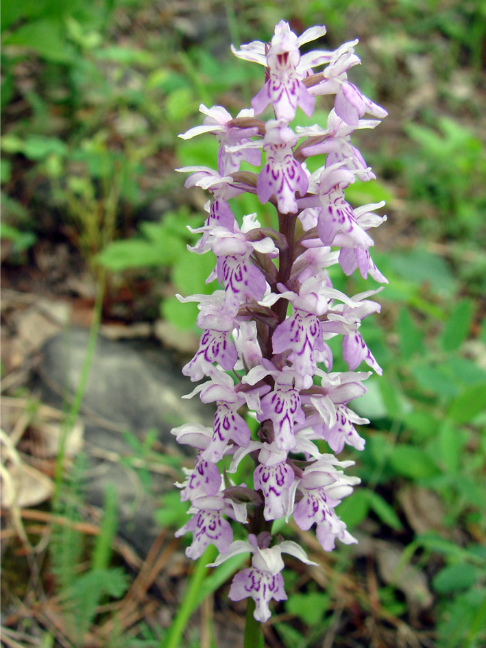 Изображение особи Dactylorhiza fuchsii.