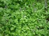 Ajuga reptans