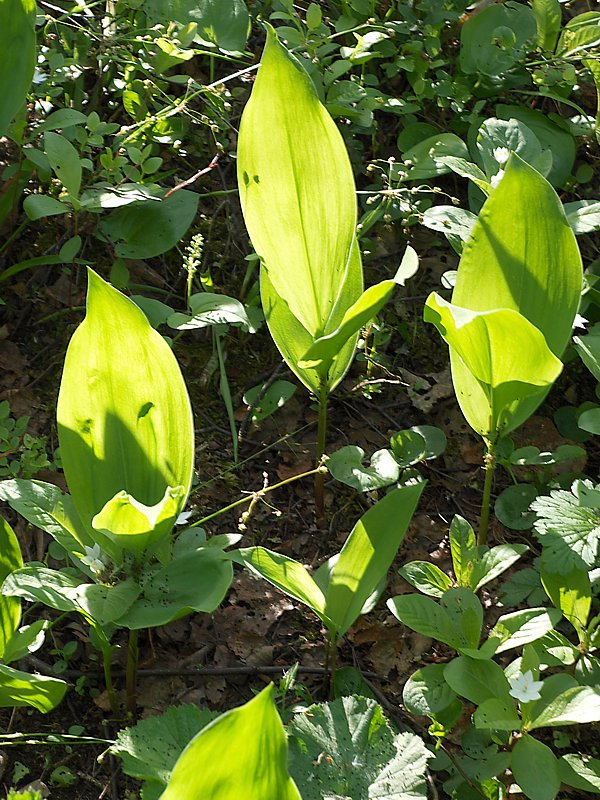 Изображение особи Convallaria majalis.