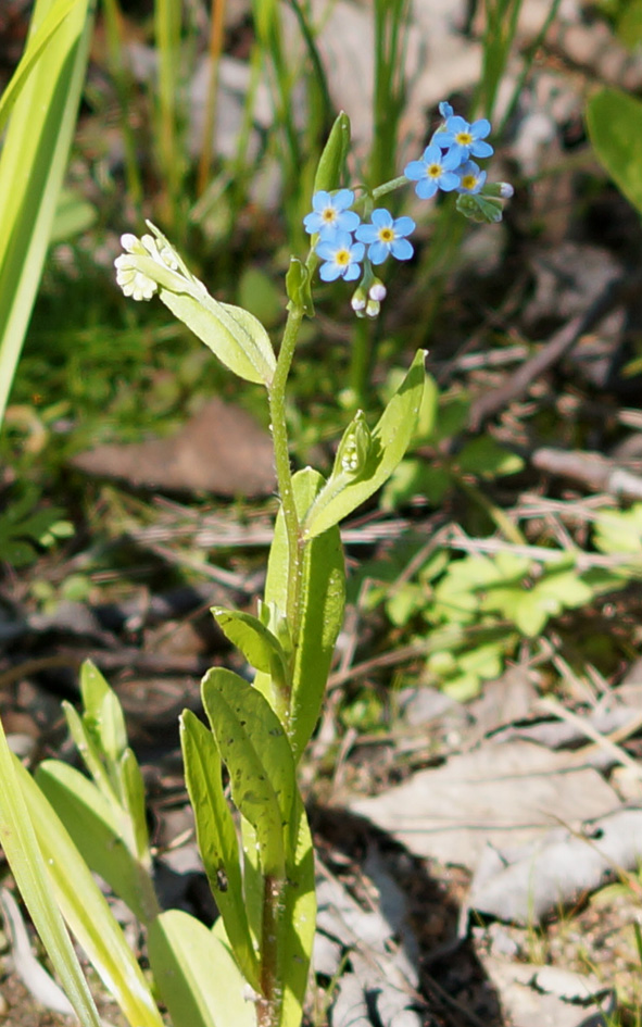 Image of Myosotis palustris specimen.