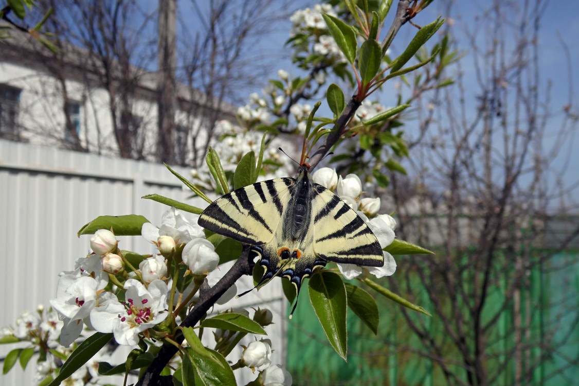 Image of Pyrus communis specimen.