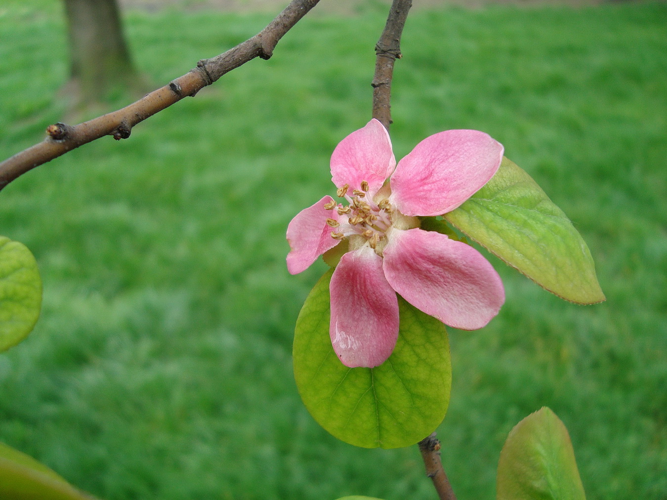 Изображение особи Pseudocydonia sinensis.