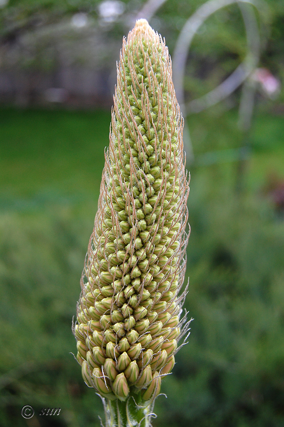 Image of Eremurus robustus specimen.