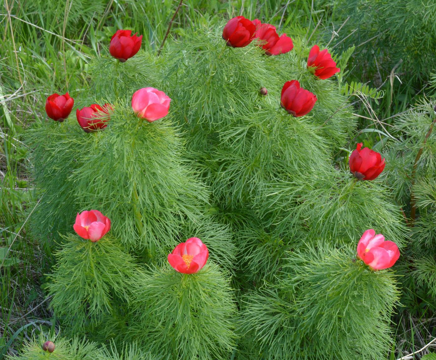 Image of Paeonia tenuifolia specimen.