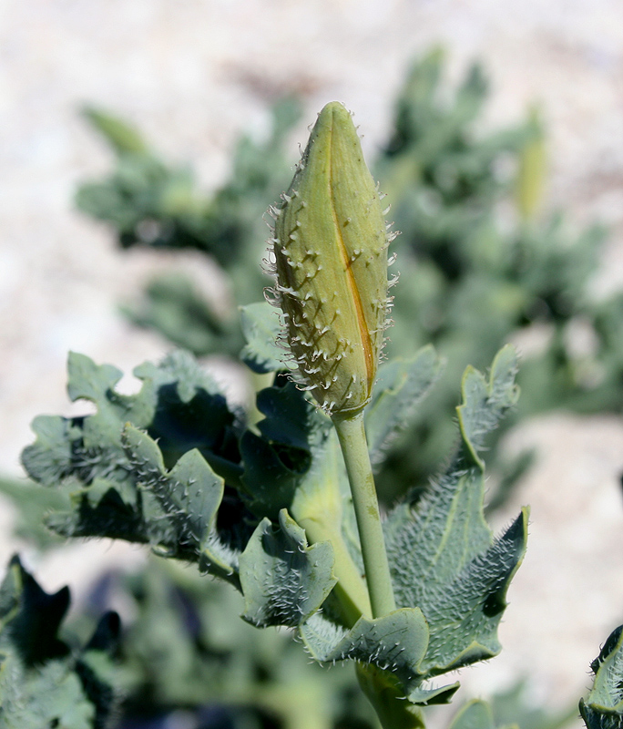 Image of Glaucium flavum specimen.