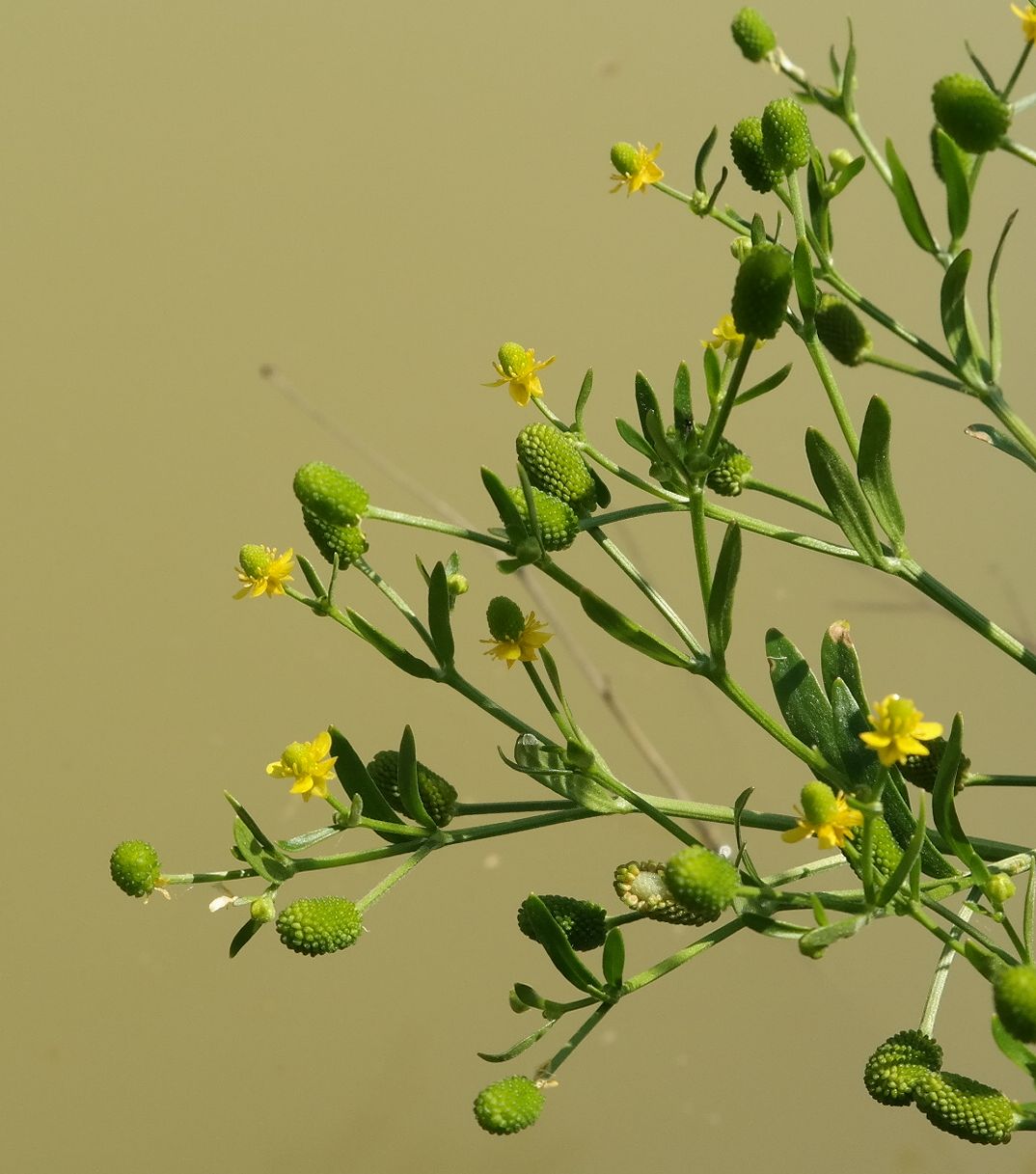 Image of Ranunculus sceleratus specimen.