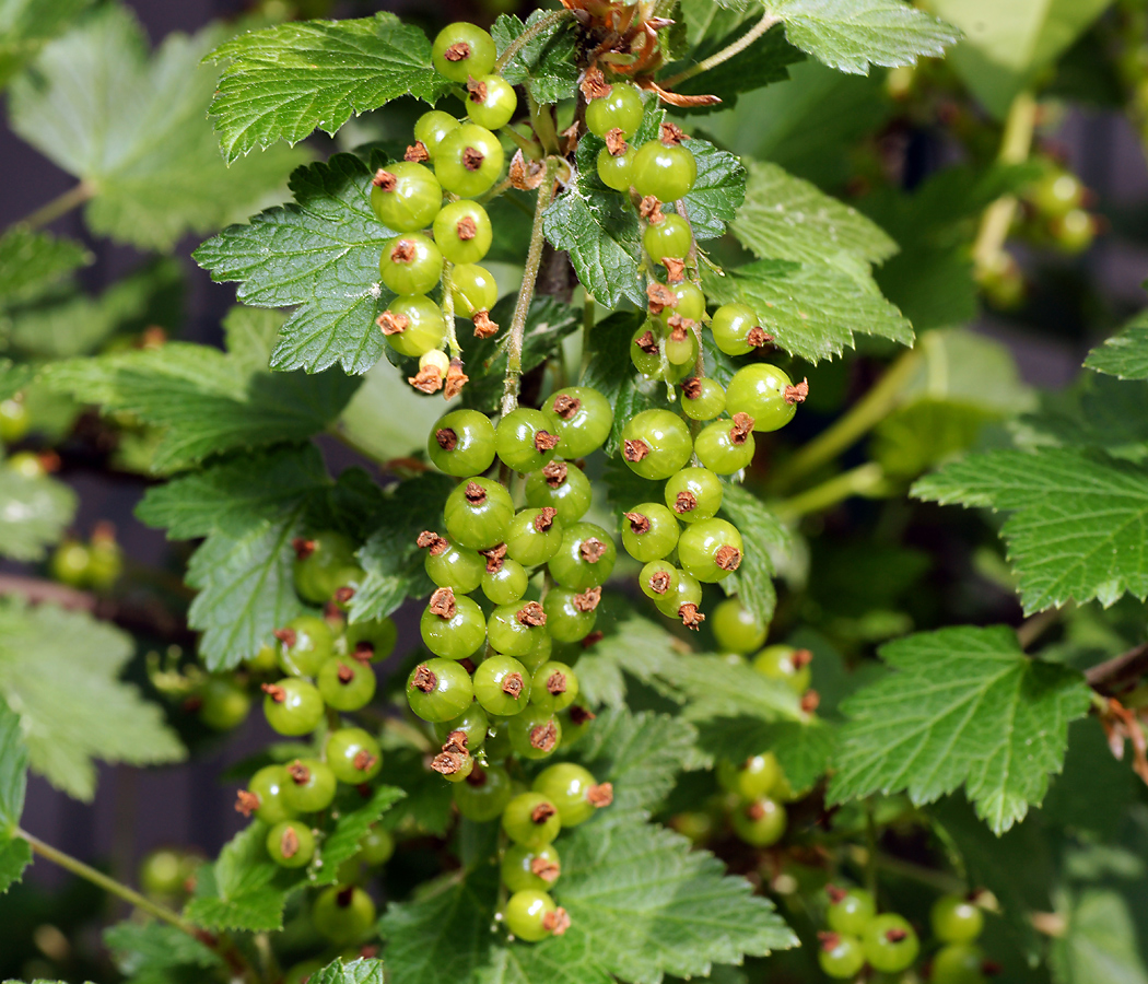 Image of Ribes rubrum specimen.