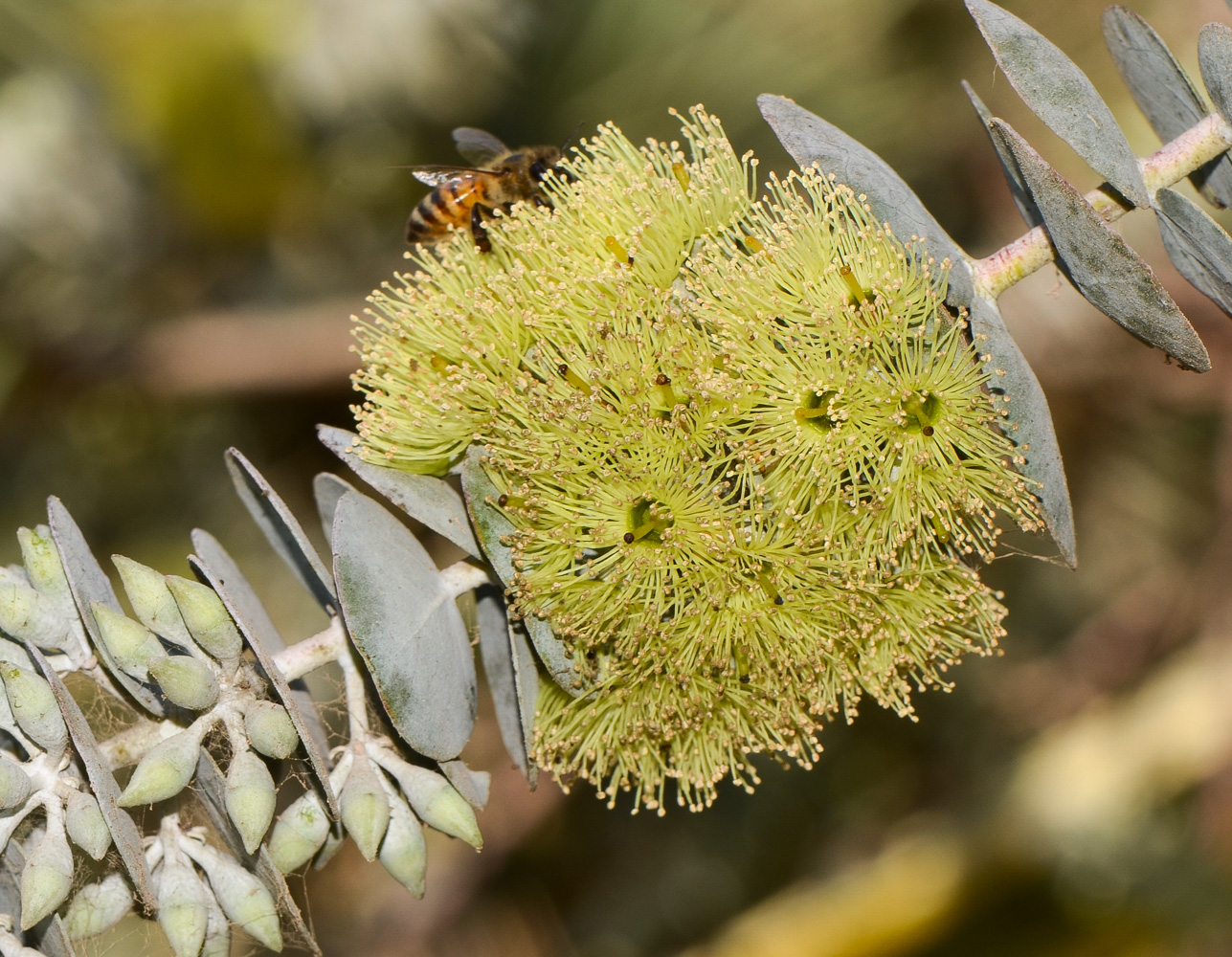 Изображение особи Eucalyptus kruseana.