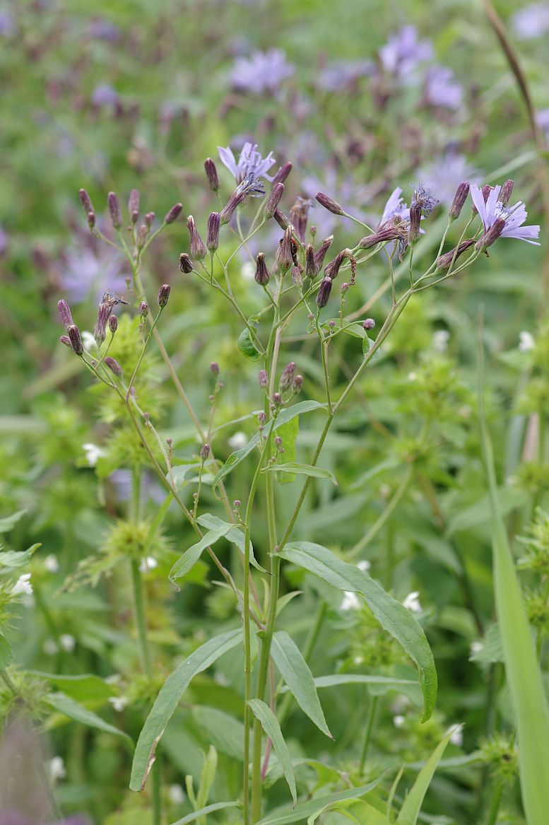 Изображение особи Lactuca sibirica.