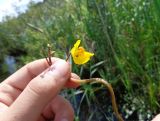 Utricularia vulgaris