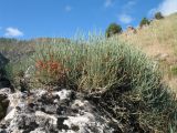 Ephedra intermedia