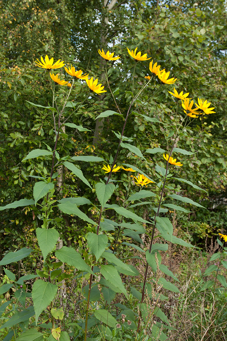 Image of Helianthus tuberosus specimen.