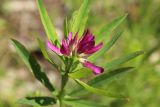 Trifolium uralense. Верхушка побега с соцветием. Пермский край, Кишертский р-н, окр. дер. Частые, заказник \"Предуралье\", опушка леса. 14.06.2015.