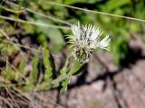 Centaurea cheiranthifolia