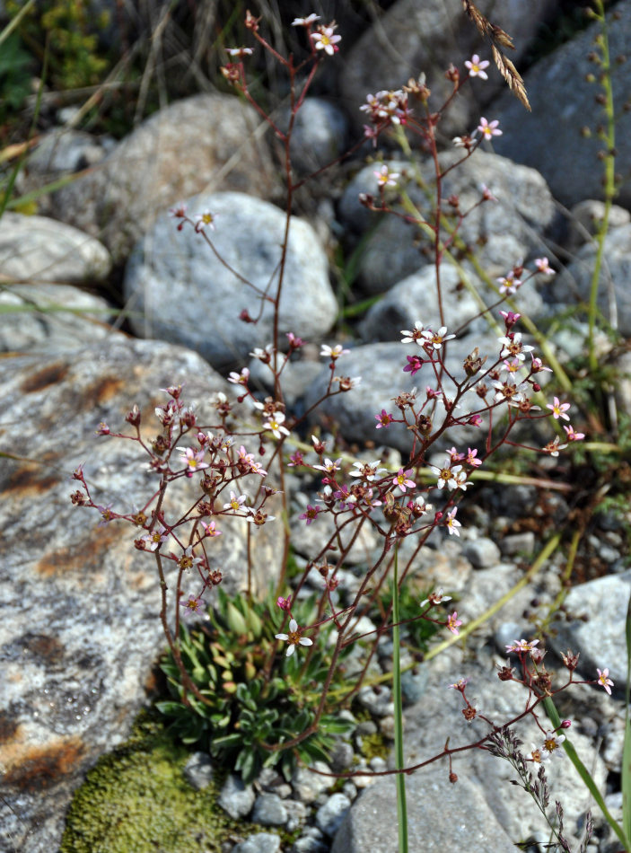 Image of Saxifraga cartilaginea specimen.