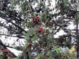 Juniperus deltoides. Ветвь с шишкоягодами. Крым, окр. пос. Партенит, юго-восточный склон горы Аю-Даг. 15.10.2016.