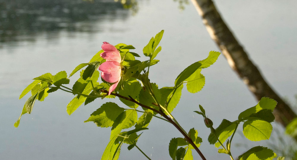 Изображение особи Rosa cinnamomea.