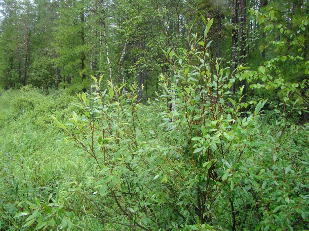 Image of Salix phylicifolia specimen.