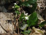 Pachyphragma macrophyllum. Цветущие растения в широколиственном лесу. Ставропольский край, окр. г. Ставрополь, Русский лес. 01.04.2010.