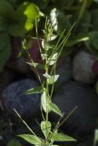 Epilobium adenocaulon