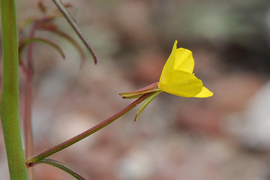 Image of Oenothera leptocarpa specimen.