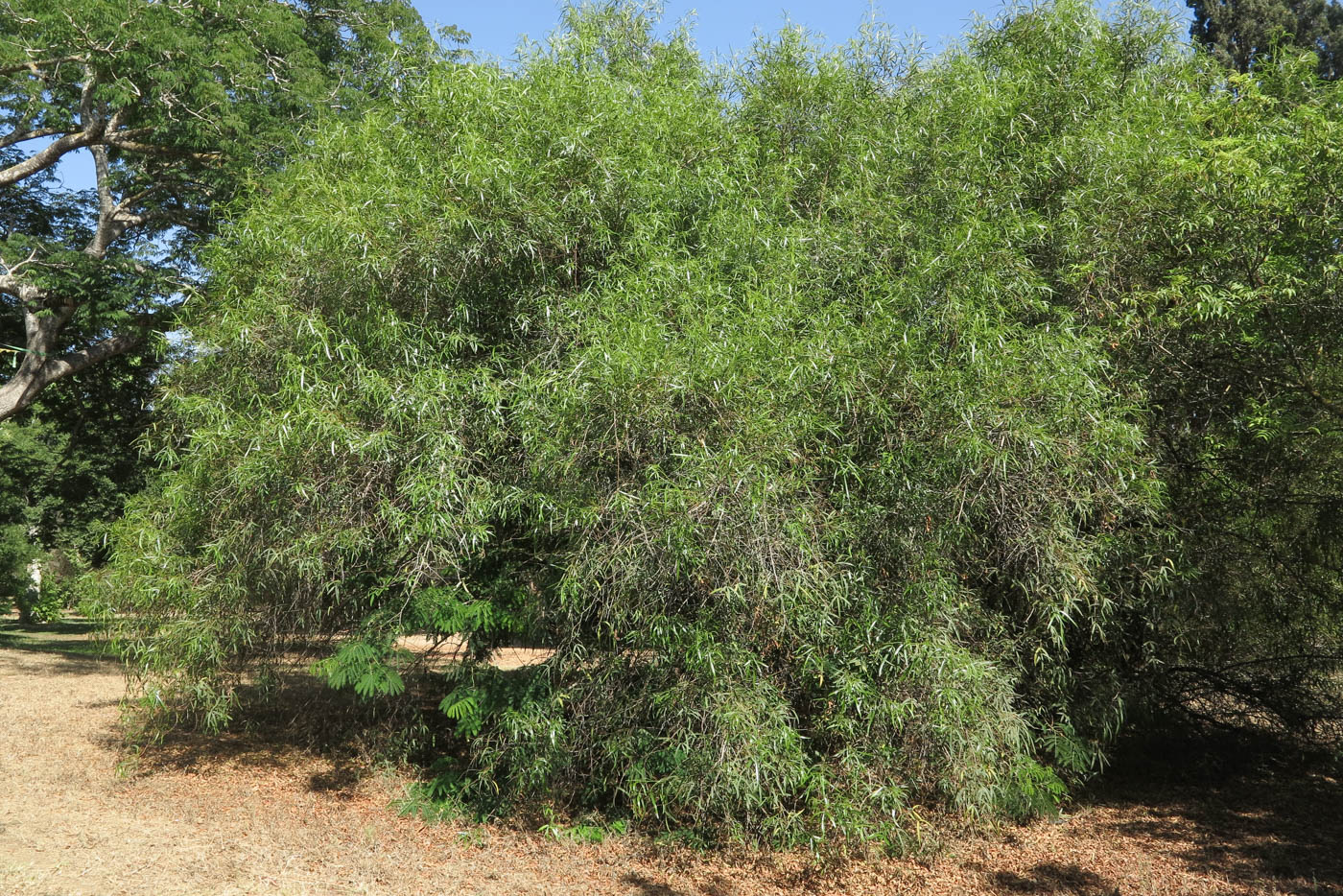 Image of Searsia lancea specimen.