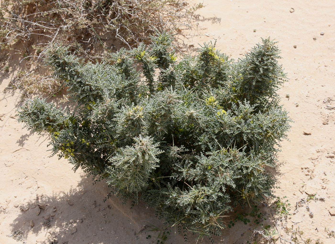 Image of Astragalus trigonus specimen.