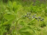 Смотреть изображение Baptisia australis