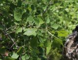 Populus × canescens. Верхушка ветви с молодыми побегами. Краснодарский край, Абинский р-н, окр. пос. Новый, скалы Новые. 03.05.2017.