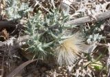 Echinops spinosissimus подвид spinosus. Веточка с остатками плодов. Египет, окр. г. Сиди Абд Эль-Рахман, шлейф с дюны на солончаковую террасу. 07.03.2017.