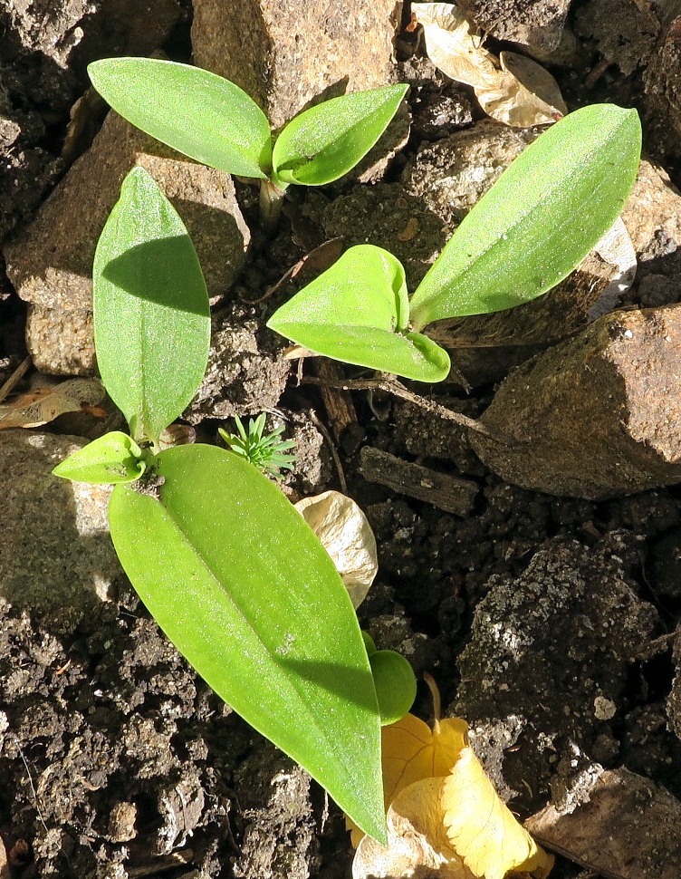 Image of Commelina communis specimen.