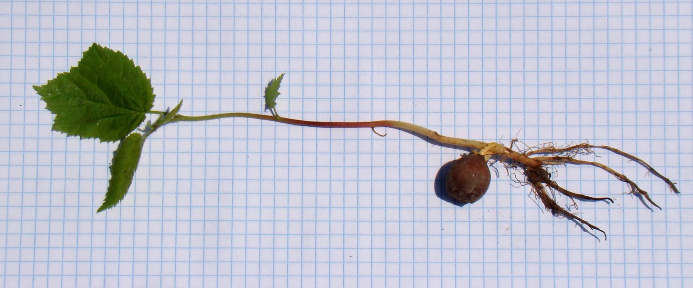 Image of Corylus avellana specimen.