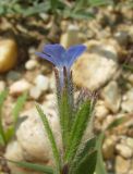 Anchusa thessala