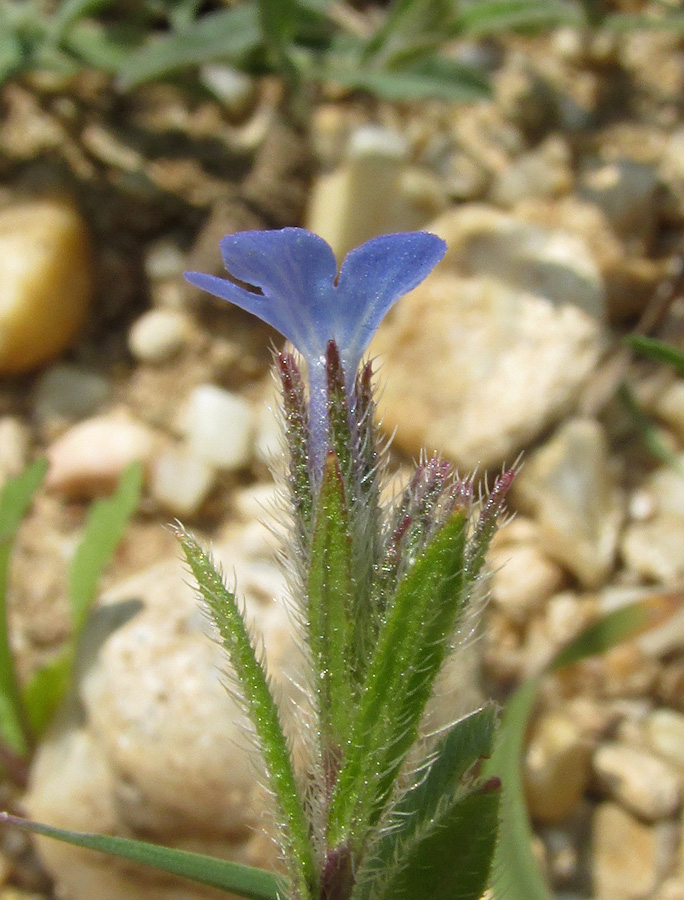 Image of Anchusa thessala specimen.