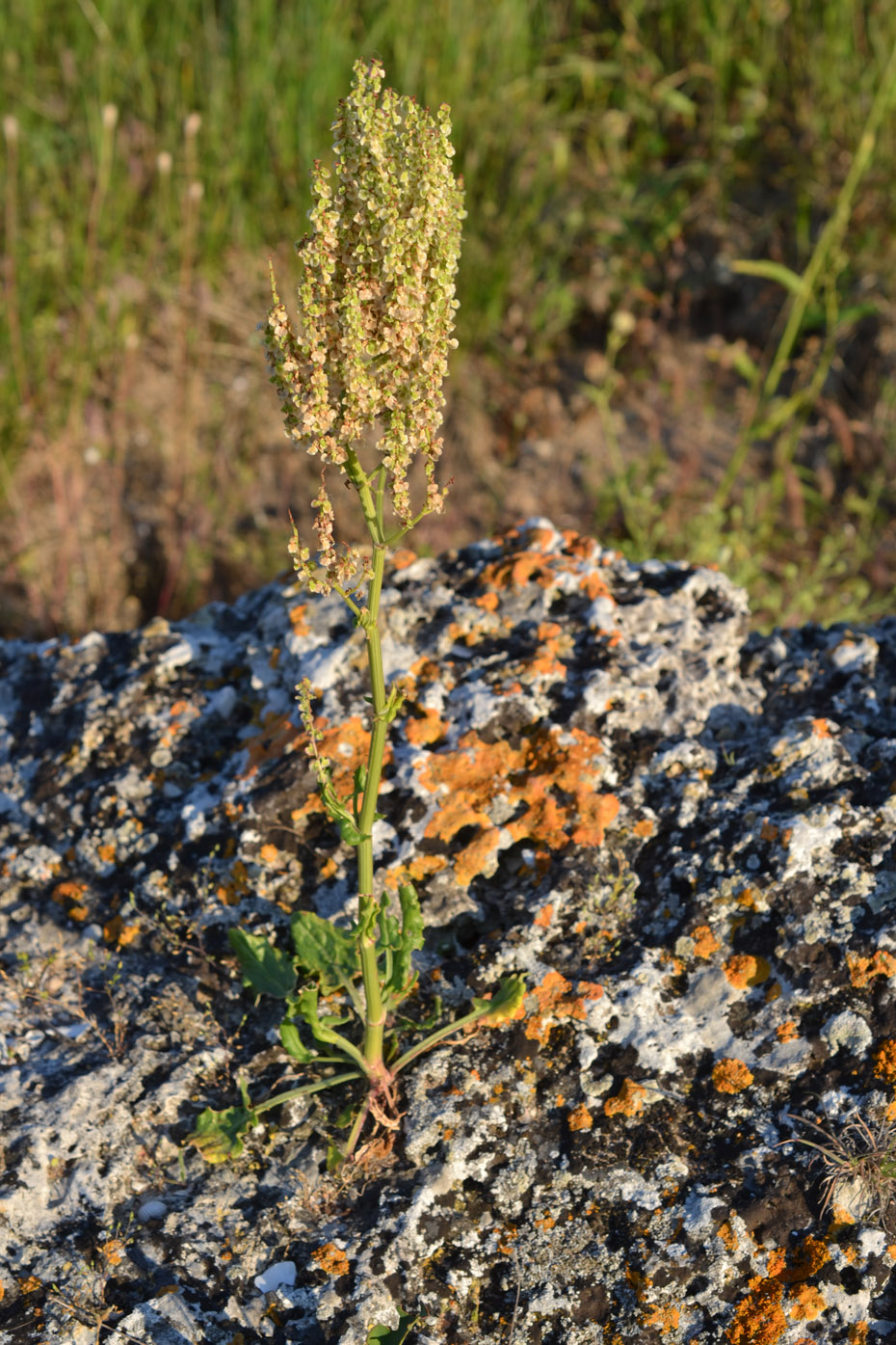 Изображение особи Rumex tuberosus ssp. horizontalis.