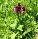 genus Dactylorhiza