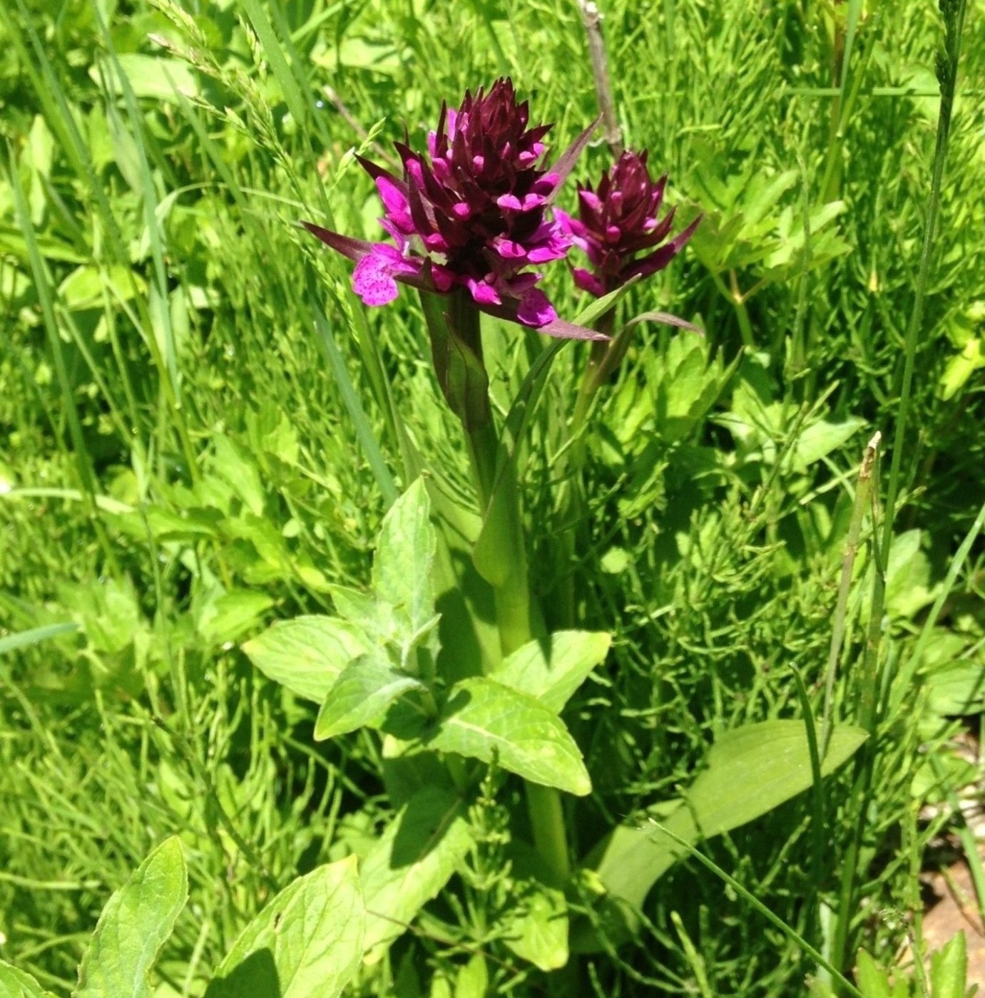 Image of genus Dactylorhiza specimen.