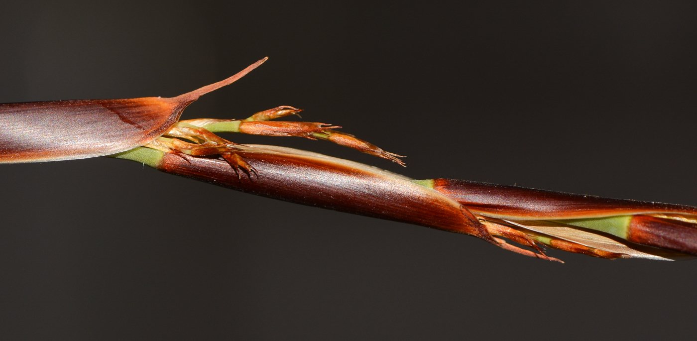 Image of Elegia tectorum specimen.