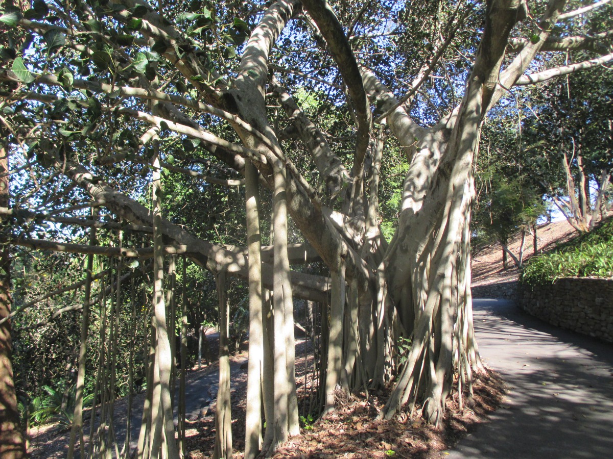 Image of Ficus benghalensis specimen.