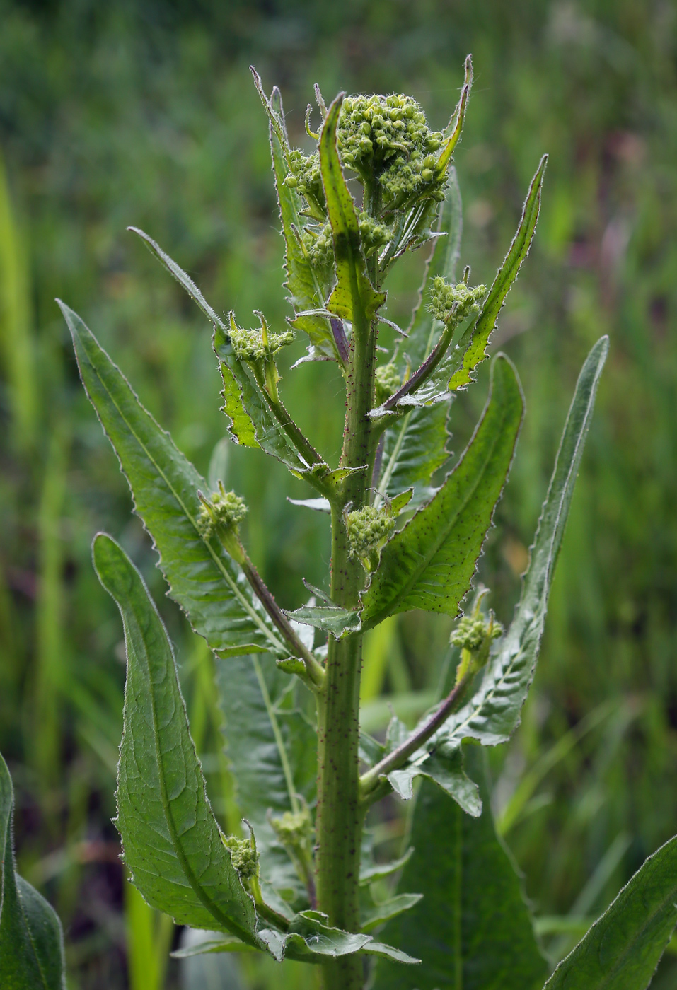 Image of Bunias orientalis specimen.